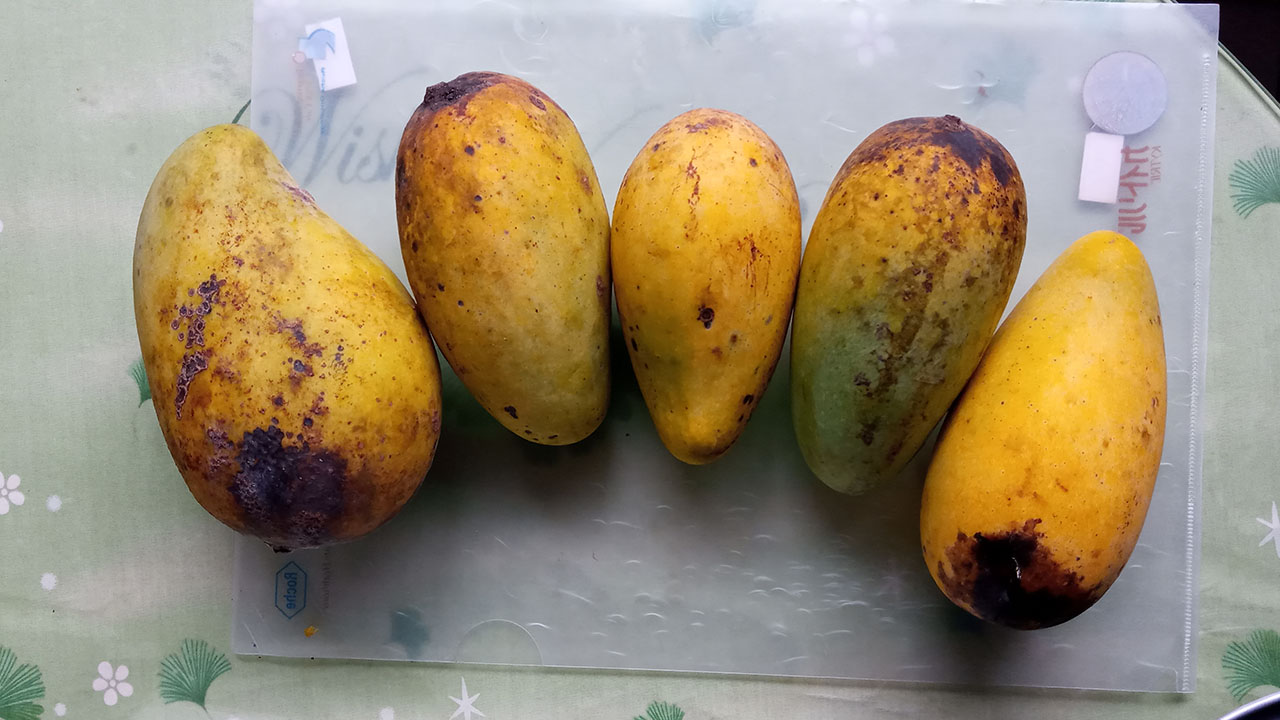 小黃已熟