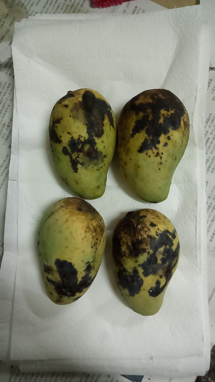 小黑未熟